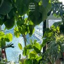 용산-이촌-496 이미지