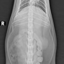워너비 동물병원 이미지