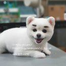 이개 내고양이 이미지