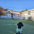 플레이하운드 | 인천 을왕리 애견 펜션 <플레이하운드> 내돈내산 방문 후기