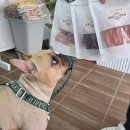 멍멍까까 이미지