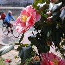 온천천시민공원 동백 이미지