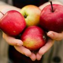 251009. 묵상글 ( 연중 제27주간 목요일. - 무엇을 청할까?. 등 ) 이미지