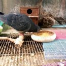 구로애조원 Daum카페