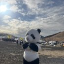 들불식당 | [제주] 새별오름 제주 들불축제_2025 낮후기