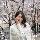 서울 벚꽃 카페 홍대 합정 그레이랩 실시간 후기