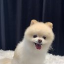 펫바스로 동탄 이미지