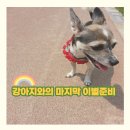 선암건강약국 | 노견 젤리 강아지와의 마지막 이별준비 수습방법