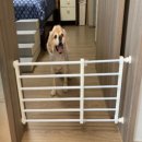 바둑이 애견 이미지