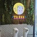 청학로54번길109 | 남양주동물카페 카페 옴뇸뇸｜알파카 먹이주기 체험 후기