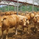 양호축산 이미지