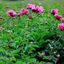 해피베이비 이미지