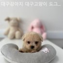 대구강아지분양 대구고양이분양 도그하우스대구점 | 대구강아지분양 대구강아지 대구고양이 도그하우스대구점 전문성있는 분양업체