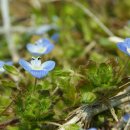 작은꽃지천 이미지