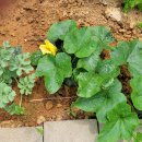 고요농장 이미지