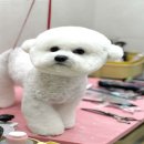 어안이 멍멍 이미지