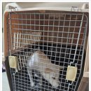 사비켄넬 이미지