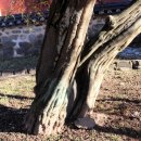 석성동헌 탱자나무 이미지