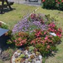 엔젤애견 이미지