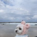 복골온천 애견스파 이미지