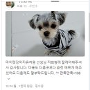 마이펫 강아지유치원 이미지
