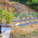 청산어탕 이미지