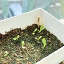 주식회사 천하 | 베란다텃밭 식물영양제 비료추천 동성바이오 천하무적세트