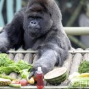 서울대공원 이미지