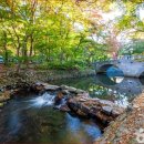 선운사꽃무릇 이미지