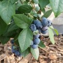 영란농장 이미지