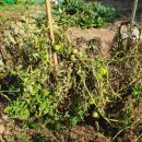 선일화원 이미지