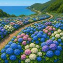 2025 신안 섬 수국축제: 도초도를 물들인 환상의 수국 바다(팽나무,10리길)