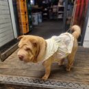 강아지맛집 이미지