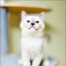 Fall in Rags 이미지