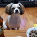 굿파파 24시 반려동물건강검진센터 이미지