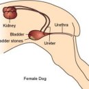 남창미르동물병원 이미지