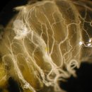 해부학적으로 본 벌의 복부 이미지