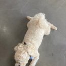 신불당ST 복싱클럽 이미지