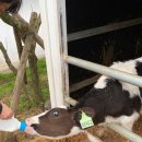 청아목장 이미지