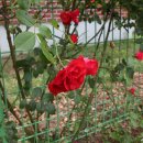 장미공원 Daum카페