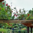 장미 펜션 이미지