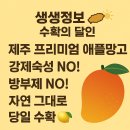 용추농업회사법인 | 생생정보 수확의 달인 제주 애플망고 섬 농업회사법인 주문방법