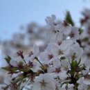 사천 벚꽃 명소 선진리성 + 홍바짬뽕 맛집 데이트 후기 🌸
