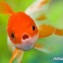 물고기