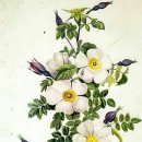 보태니컬 드로잉 이미지