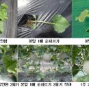 멜론2 이미지