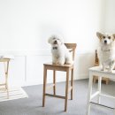 라온동물의료센터 이미지