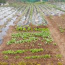 주)진농장 이미지