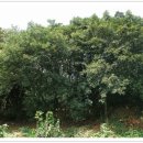 함평 기각리붉가시나무자생북한지 이미지