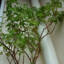 로즈마리세탁소 이미지